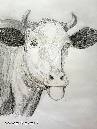 Cheeky Cow (2021) pencil on paper by Artist Pui Lee